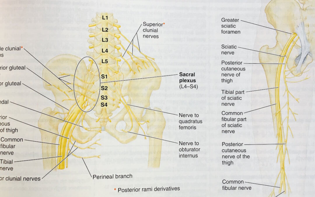 Sciatic Pain + How to Relieve it